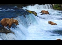 Everything about Alaska